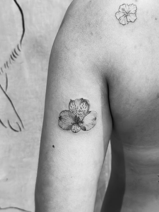 Narciso