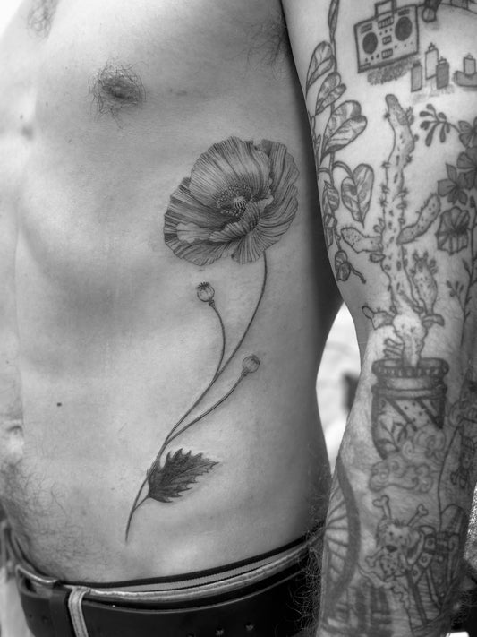 Amapola abdomen